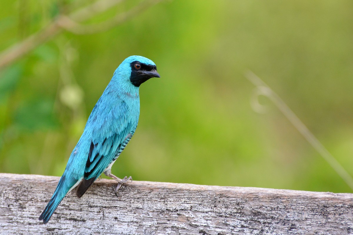 Swallow Tanager - ML392168531