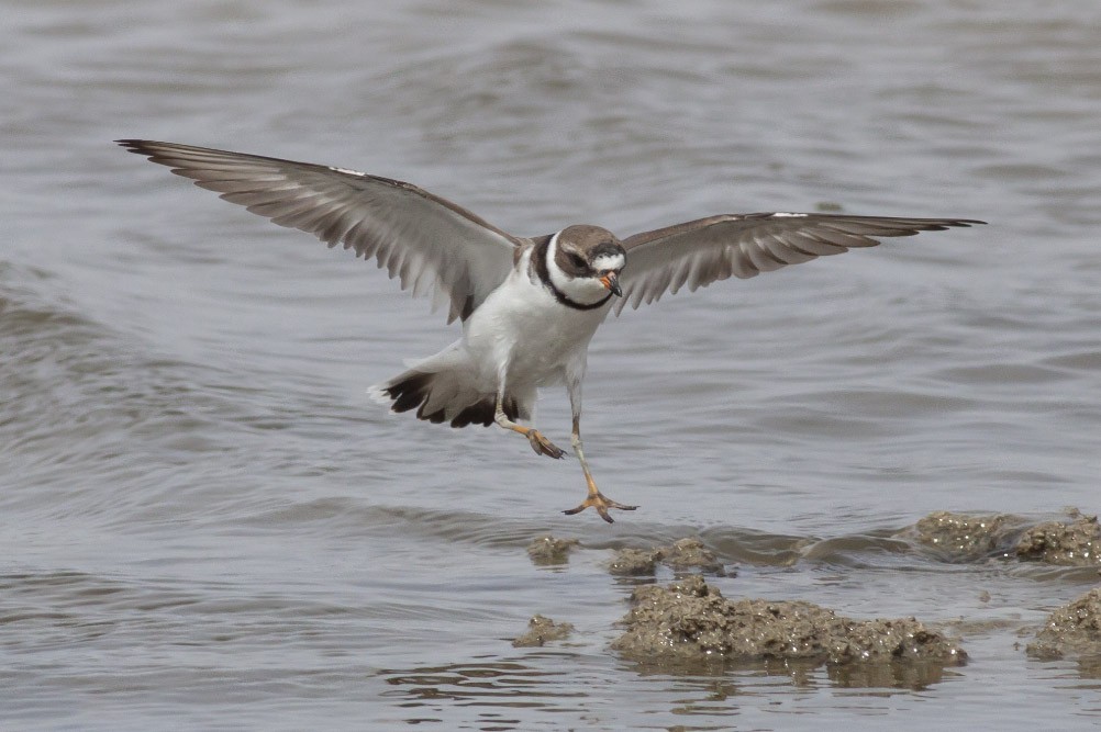 Semipalmated Plover - Michael Todd