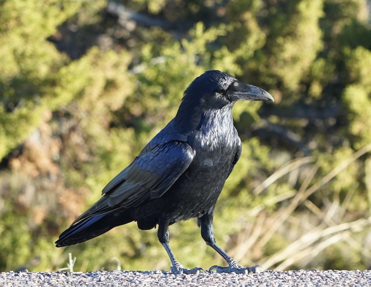 Common Raven - Richard H