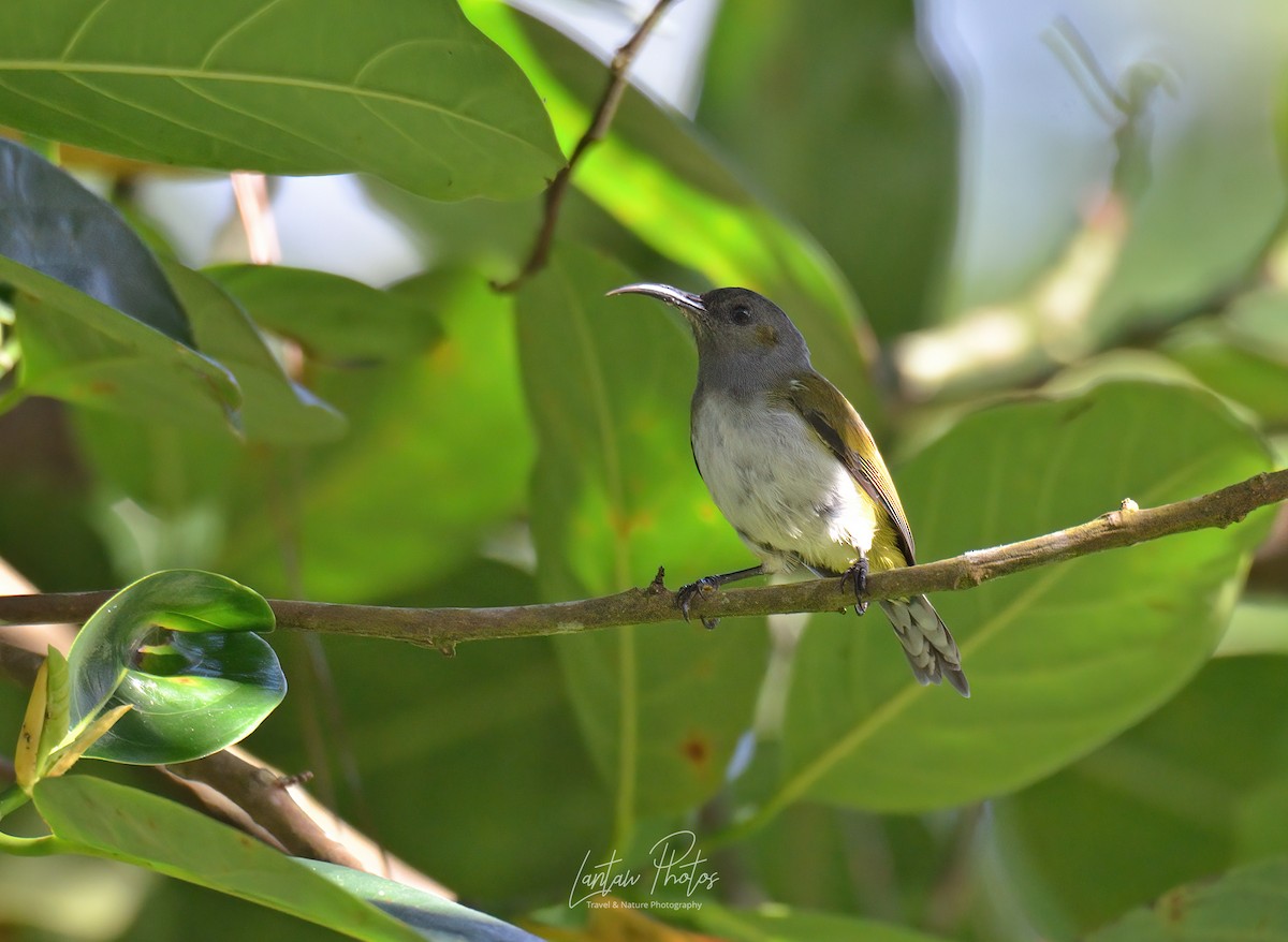 Gray-hooded Sunbird - Allan Barredo