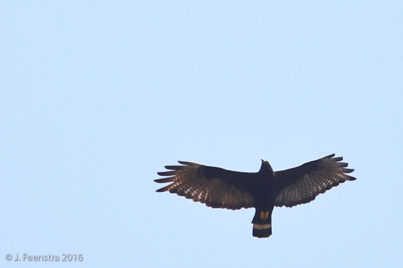 Zone-tailed Hawk - Jonathan Feenstra