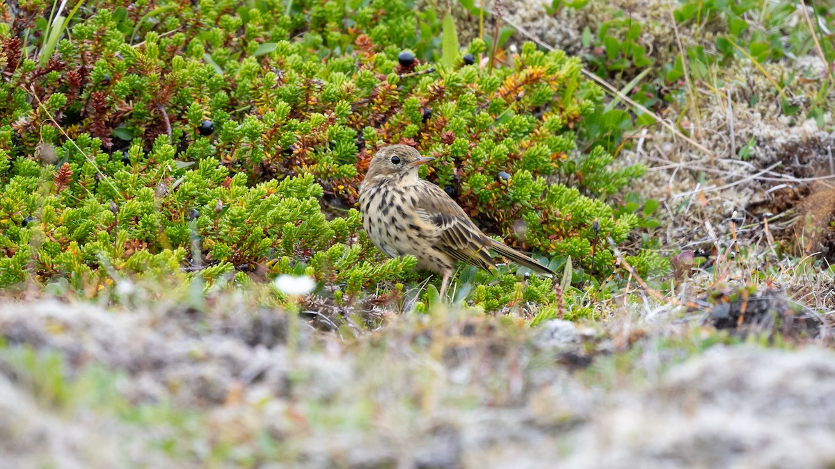 Meadow Pipit - ML392187451