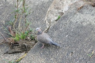 Spotted Dove, ML392187561
