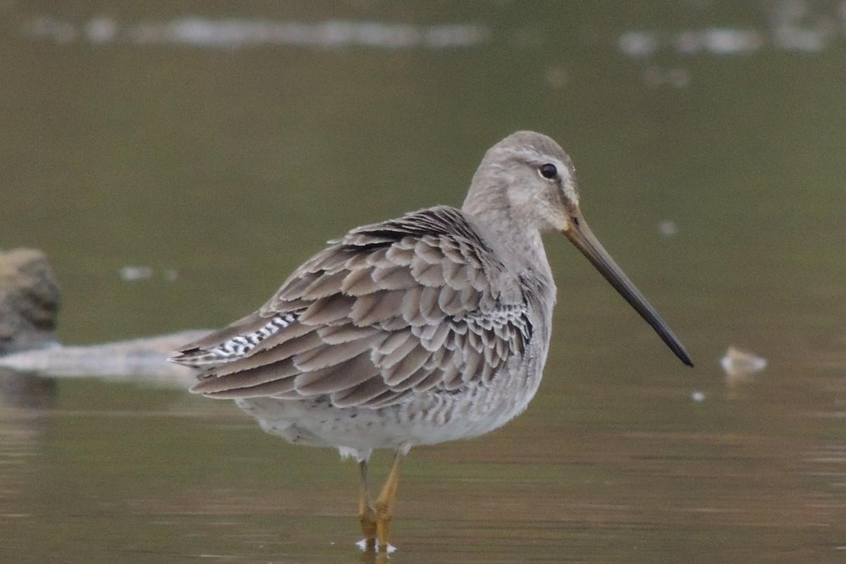 Long-billed Dowitcher - ML39218801