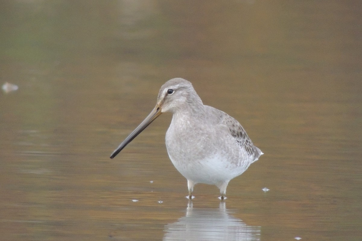 Long-billed Dowitcher - Rick Robinson