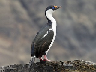  - South Georgia Shag