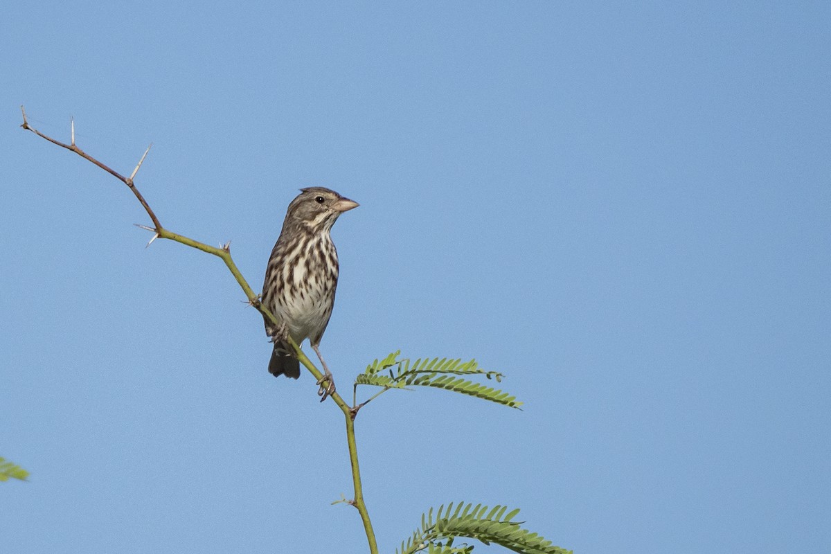 Savannah Sparrow (Large-billed) - ML392189361