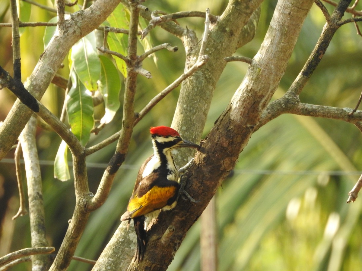 White-naped Woodpecker - ML392190261