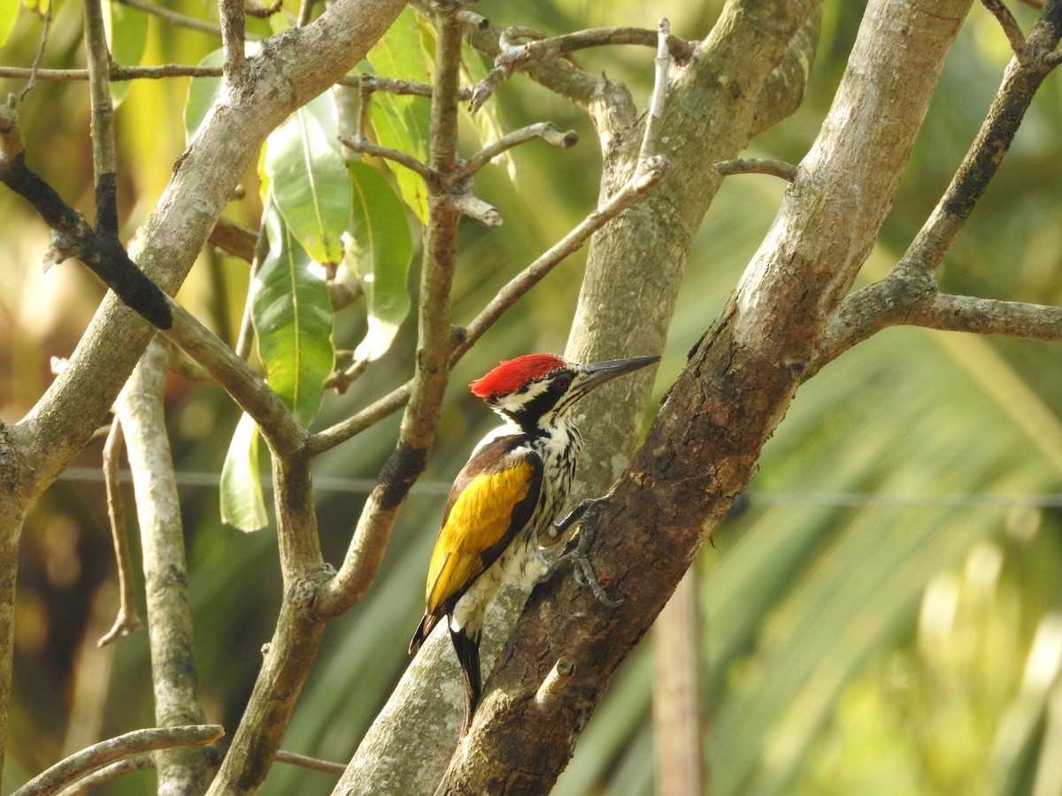White-naped Woodpecker - ML392190281