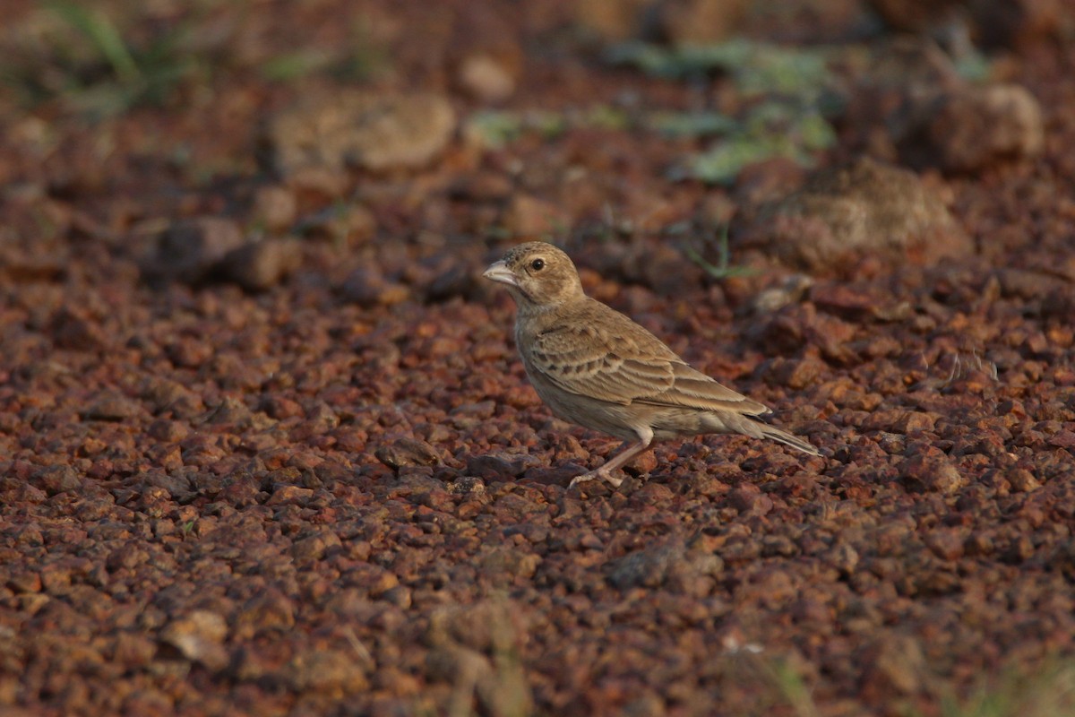 Ashy-crowned Sparrow-Lark - Aravind Amirtharaj