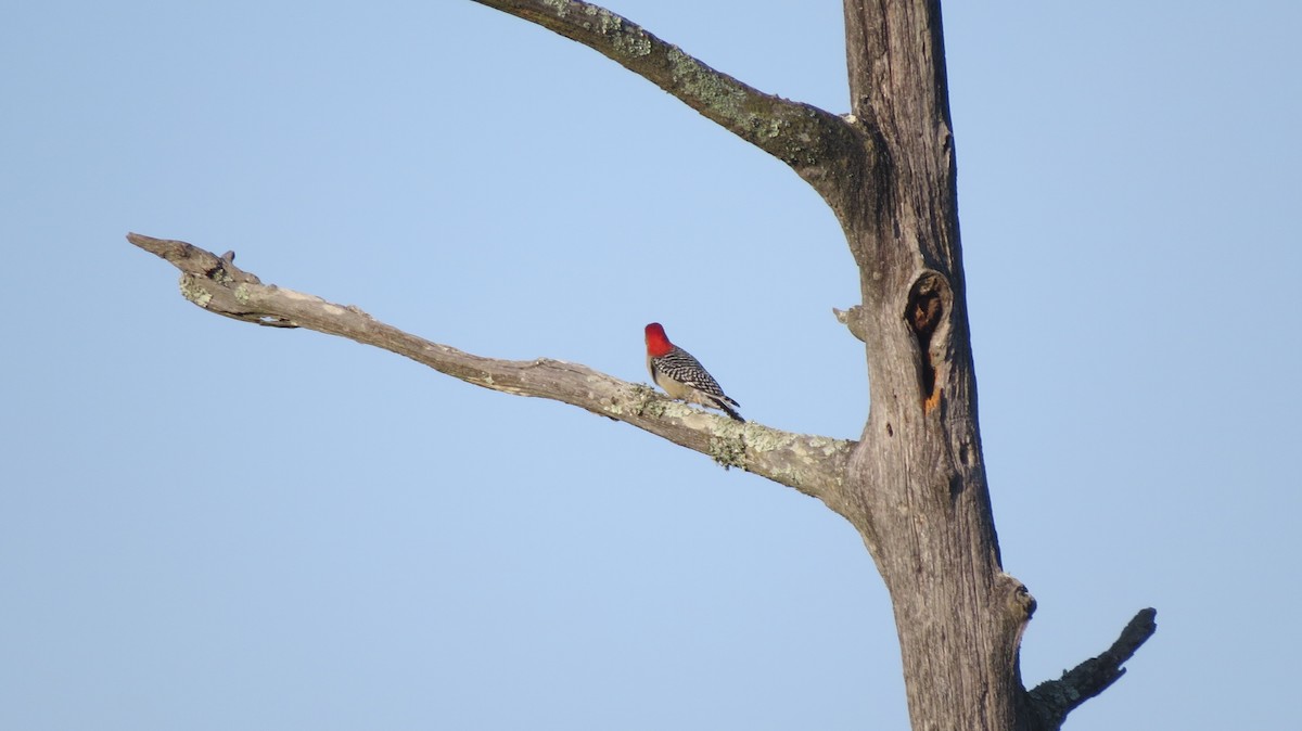 Red-bellied Woodpecker - Brian Johnston