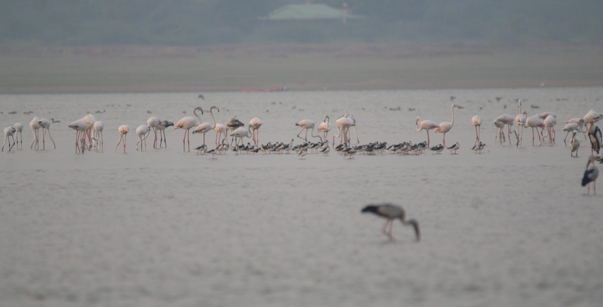 Greater Flamingo - ML39220591
