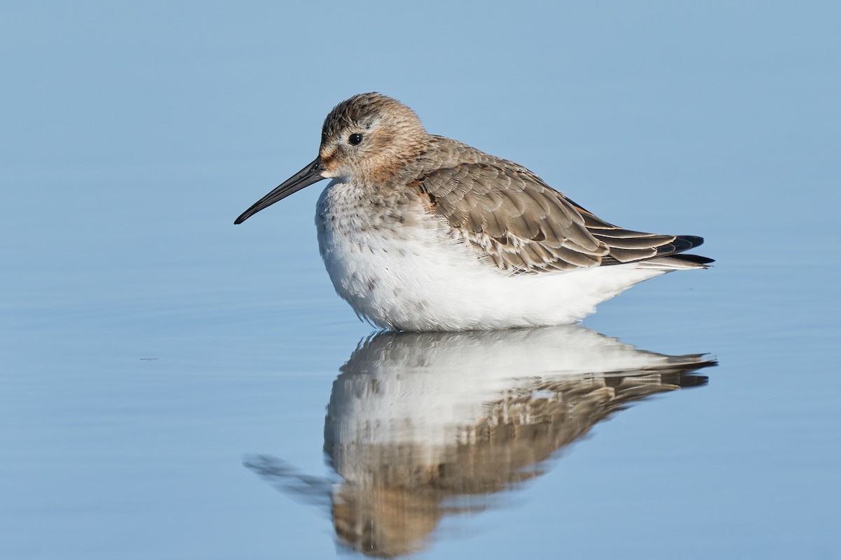 Dunlin - Miguel Rouco