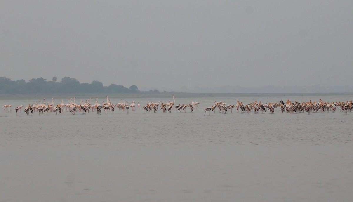 Greater Flamingo - Aravind Amirtharaj