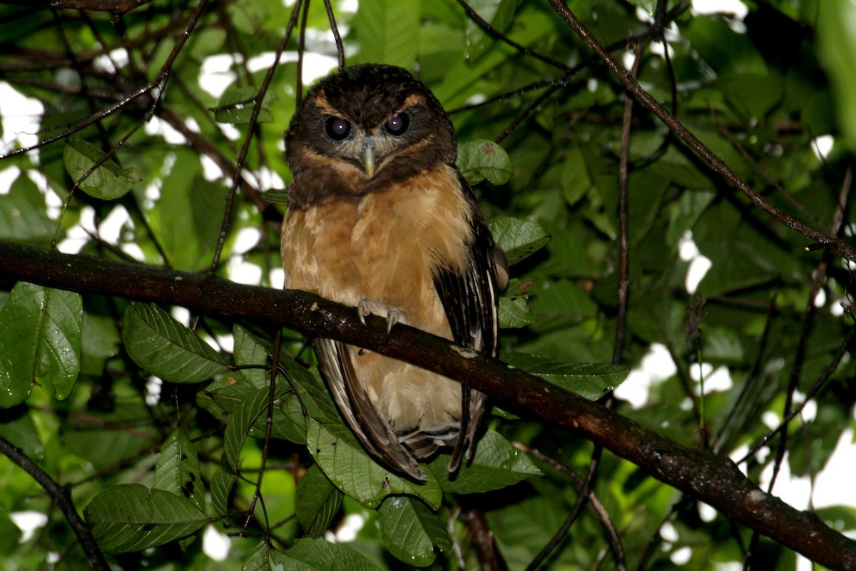 Tawny-browed Owl - ML39220831
