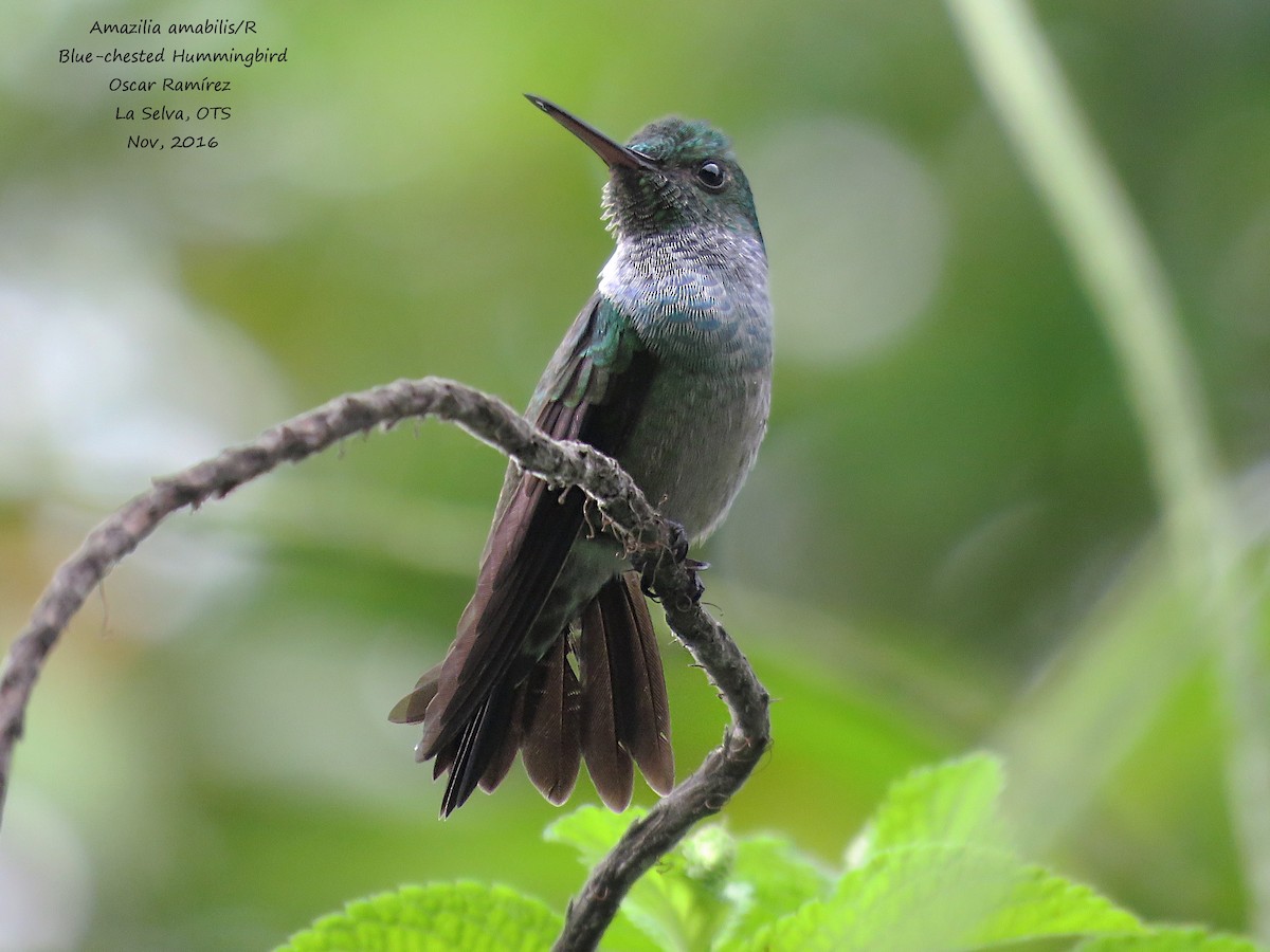 Blue-chested Hummingbird - Oscar Ramirez Alan