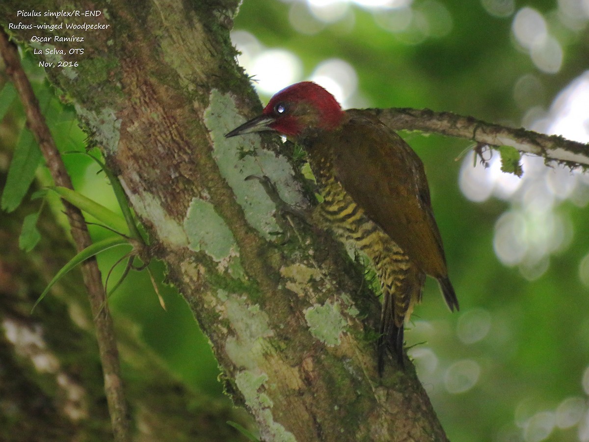 Rufous-winged Woodpecker - Oscar Ramirez Alan
