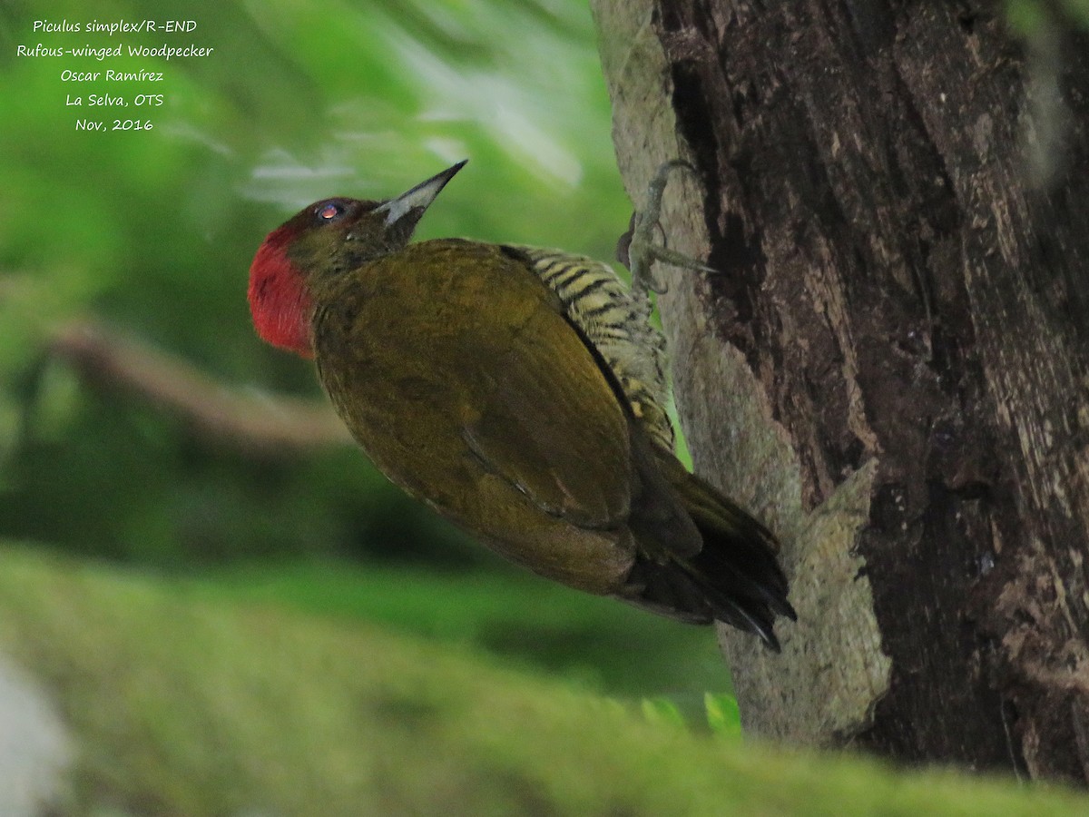 Rufous-winged Woodpecker - Oscar Ramirez Alan