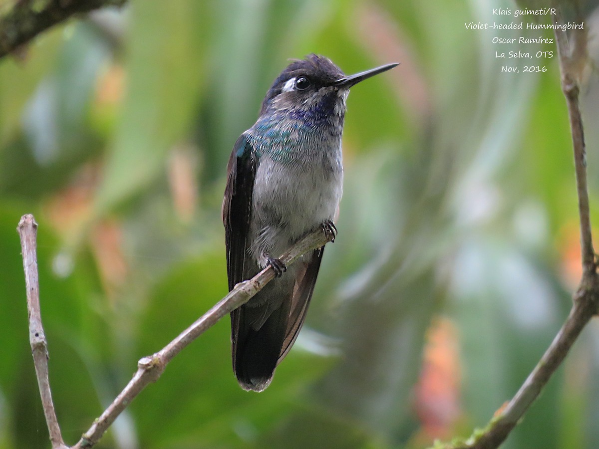 Violet-headed Hummingbird - Oscar Ramirez Alan