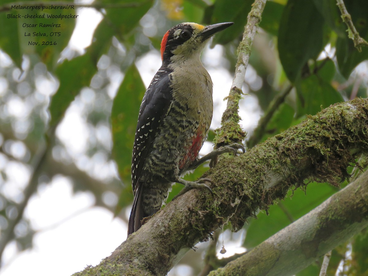 Black-cheeked Woodpecker - ML39222071