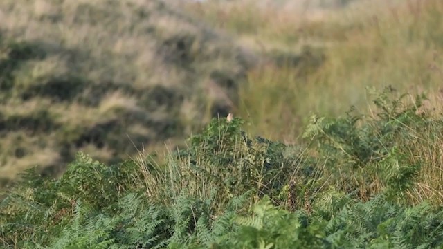 Whinchat - ML392224661