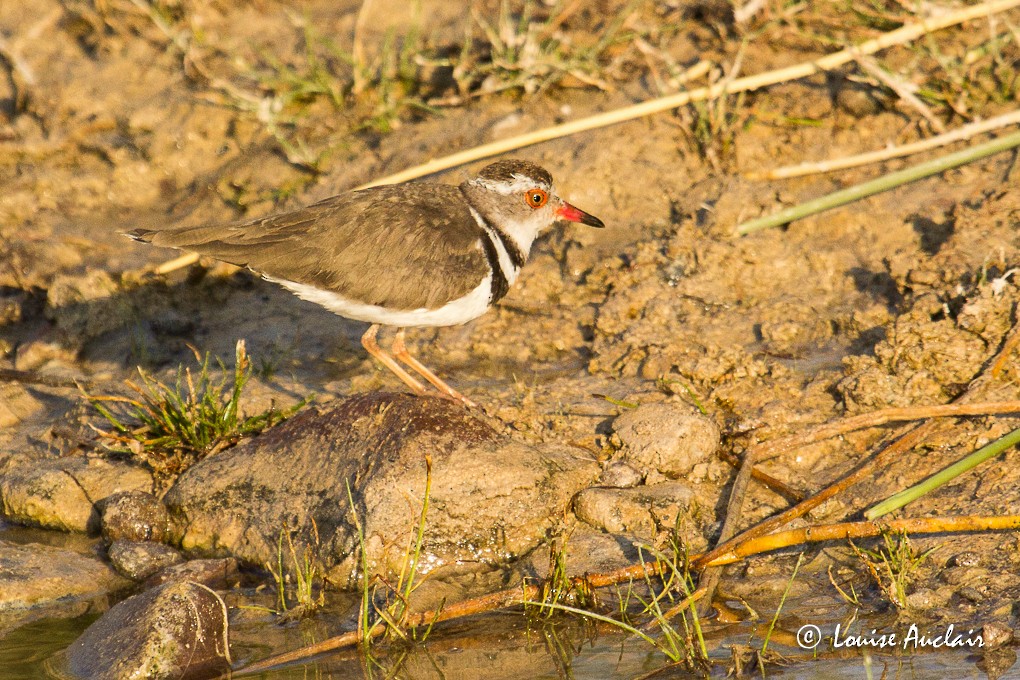 Three-banded Plover - ML39222811