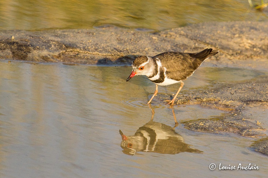 Three-banded Plover - Louise Auclair