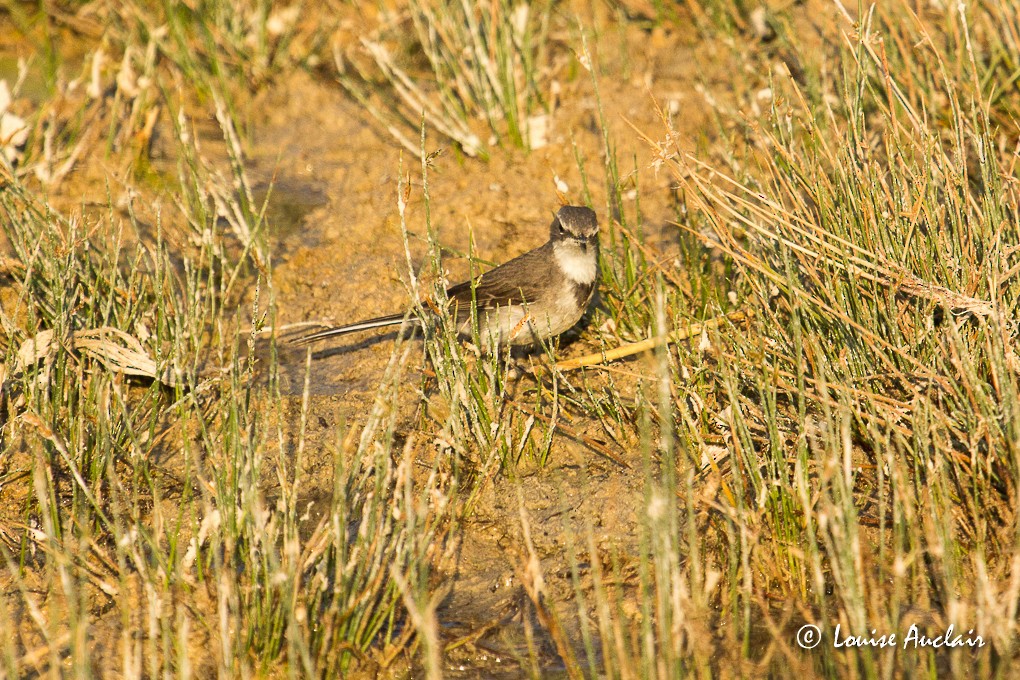 Cape Wagtail - ML39222871