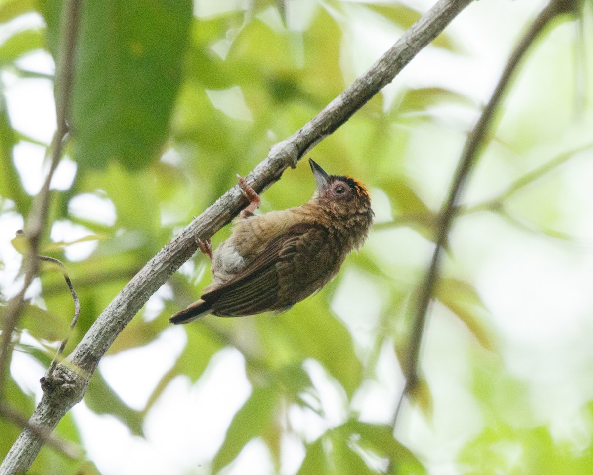 Rusty-necked Piculet - Silvia Faustino Linhares