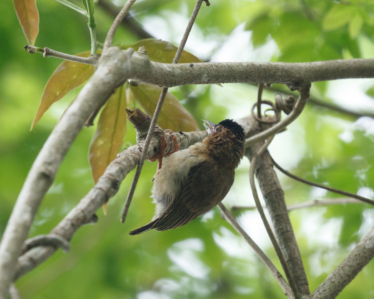 Rusty-necked Piculet - ML392232851