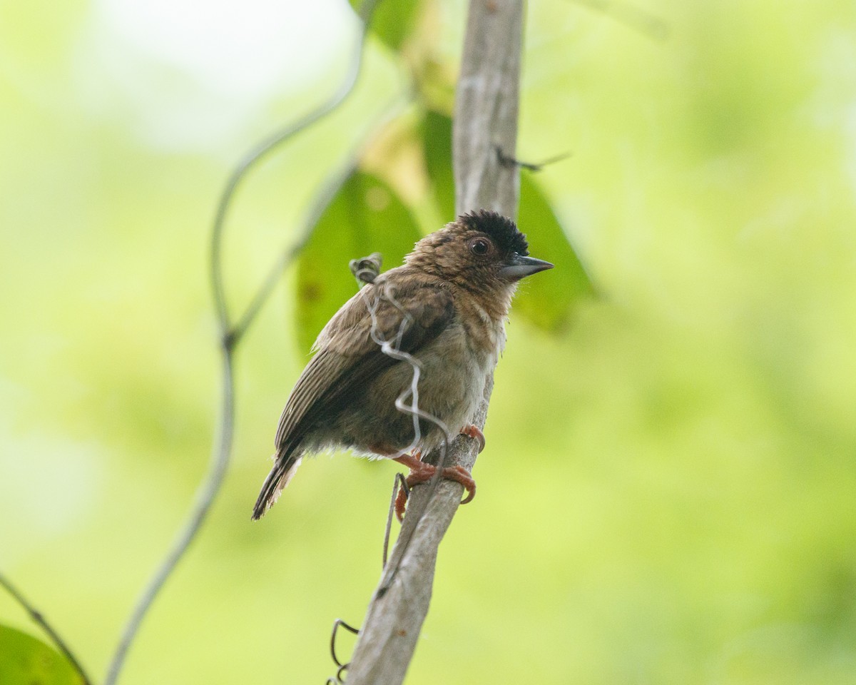Rusty-necked Piculet - ML392232881