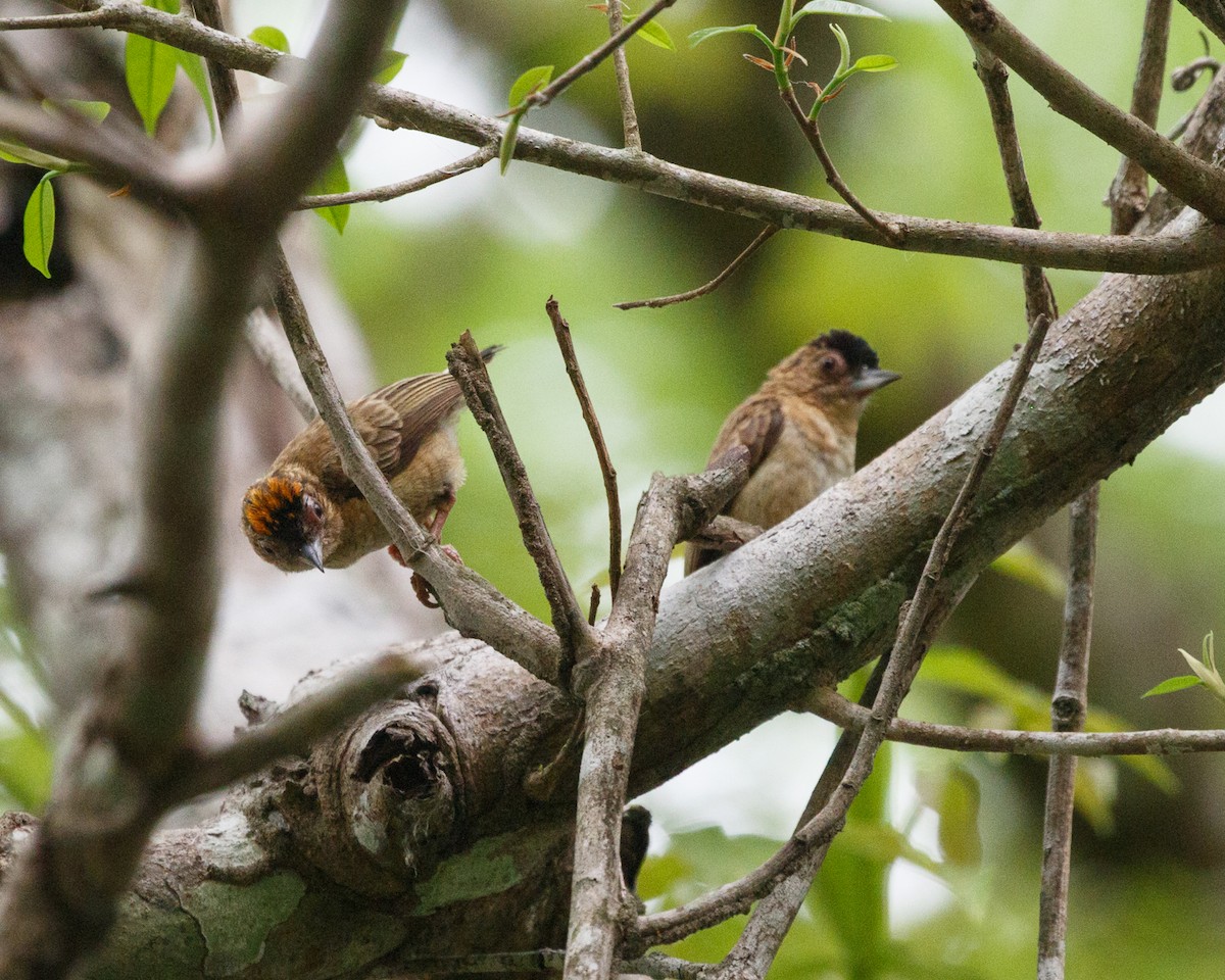 Rusty-necked Piculet - ML392232891