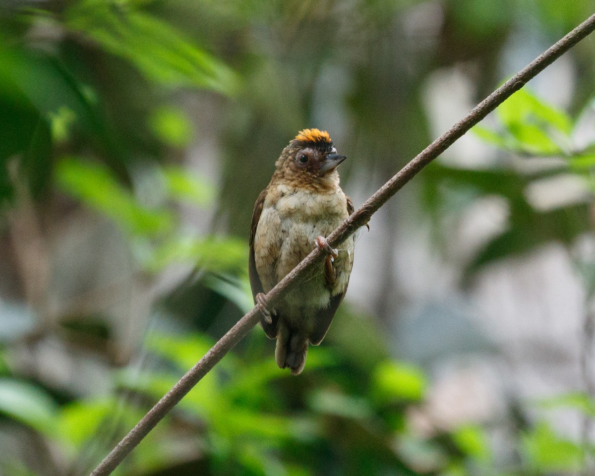 Rusty-necked Piculet - ML392232901