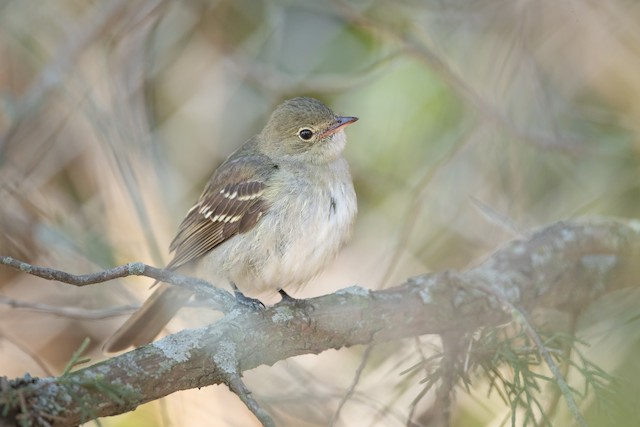 Small-billed Elaenia