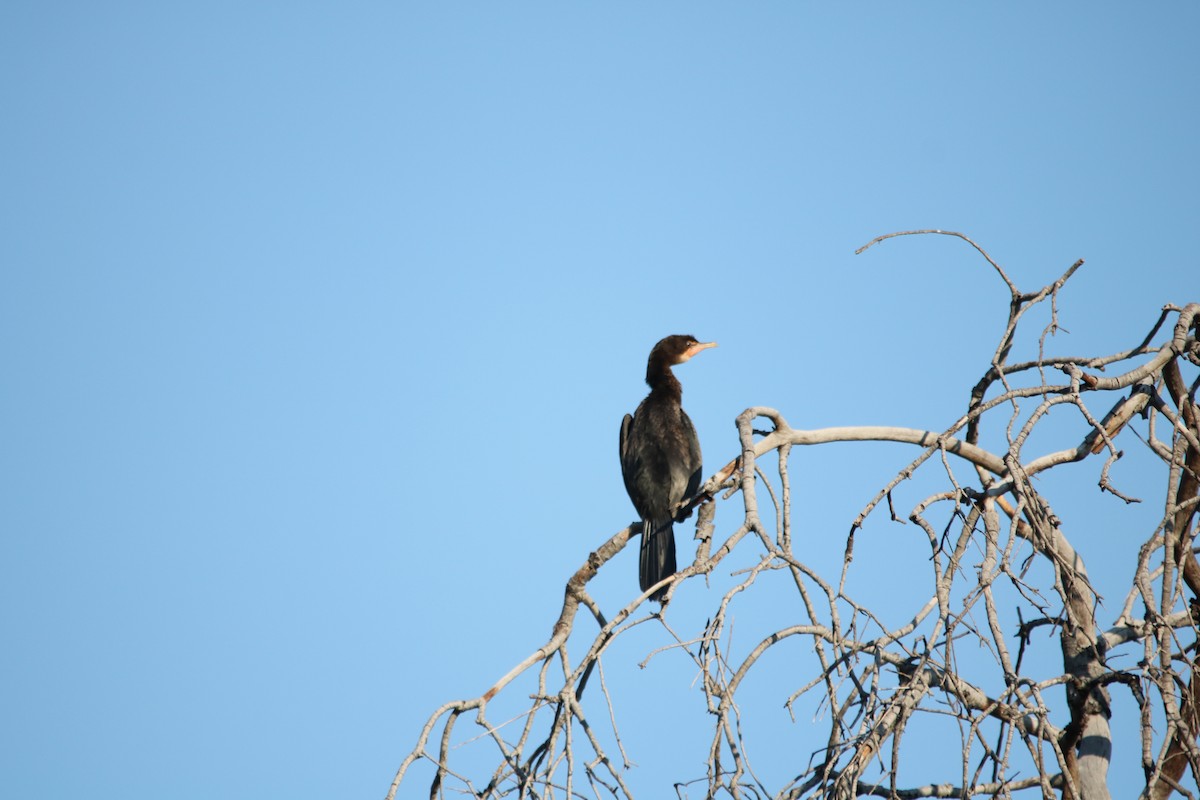 Long-tailed Cormorant - ML392235941
