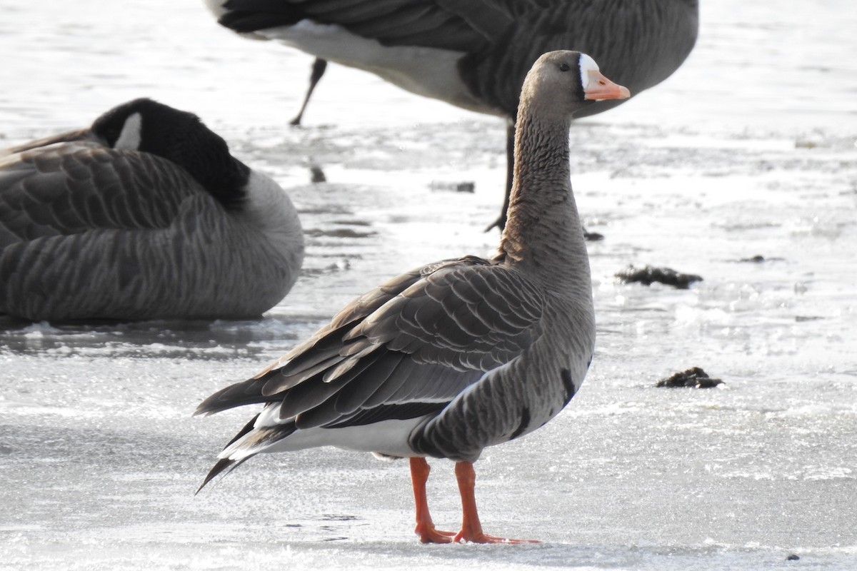 Greater White-fronted Goose - ML392237391