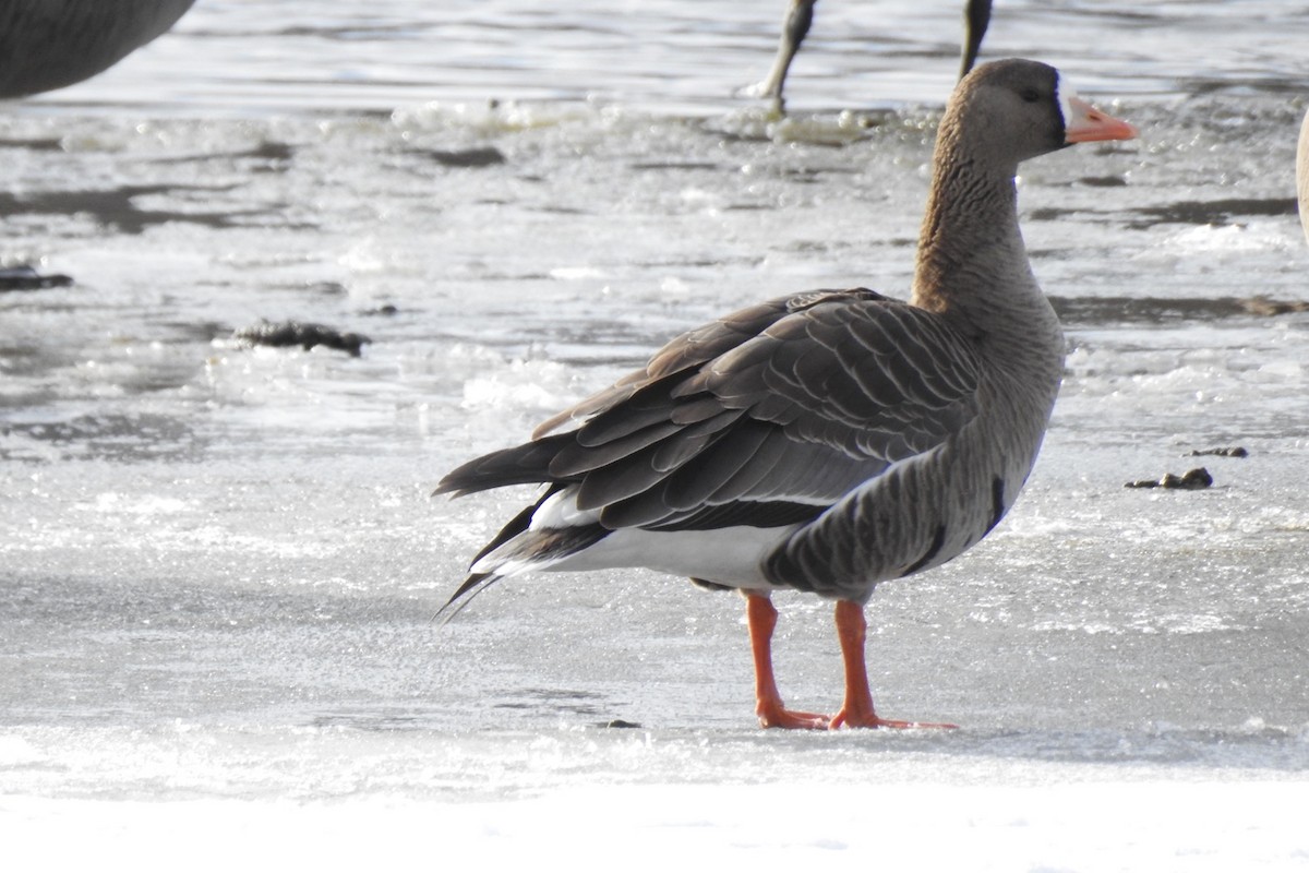 Greater White-fronted Goose - ML392237401