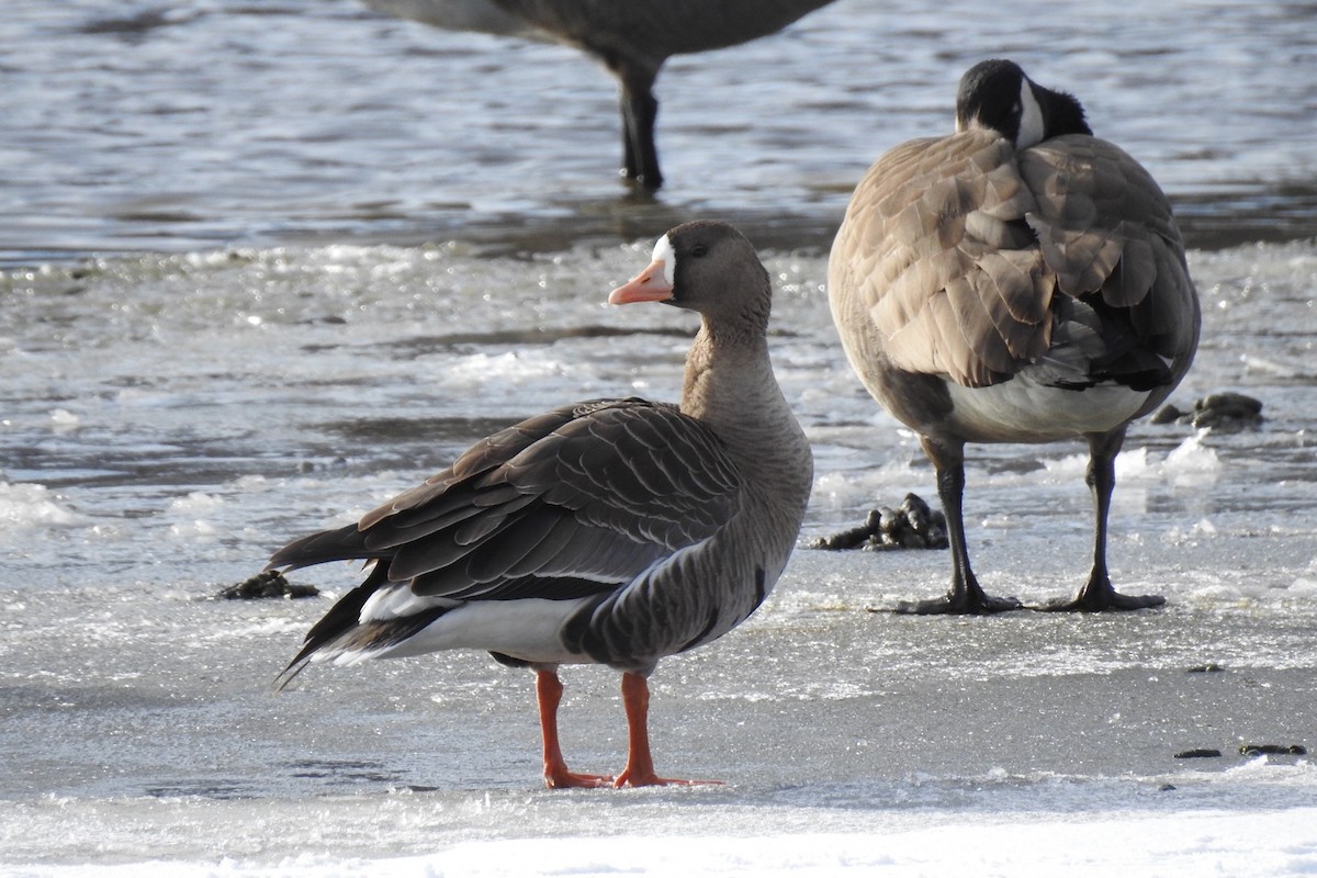 Greater White-fronted Goose - ML392237411
