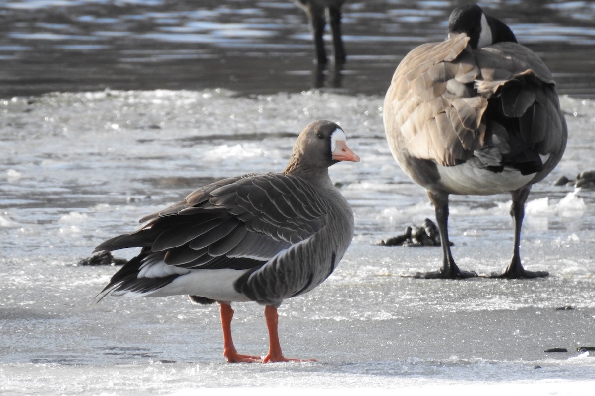 Greater White-fronted Goose - ML392237421