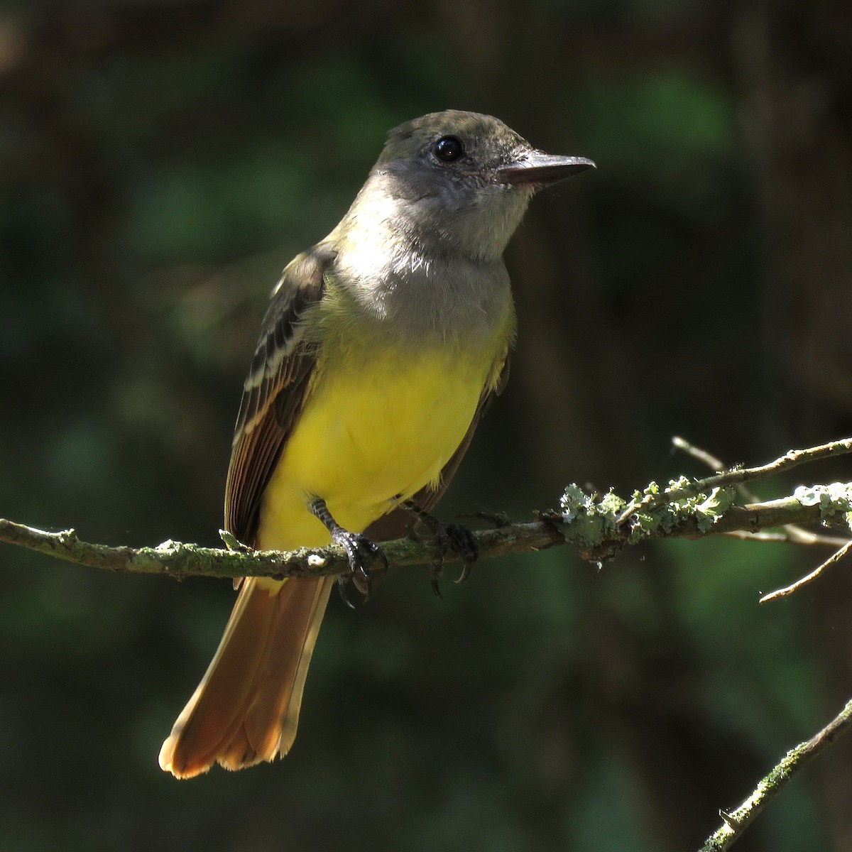 Great Crested Flycatcher - ML392240401