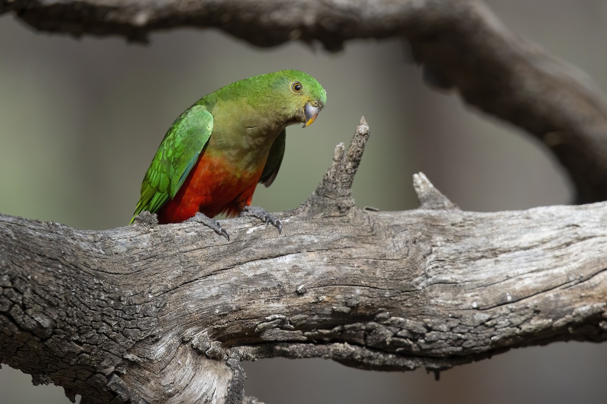 Australian King-Parrot - ML392250381