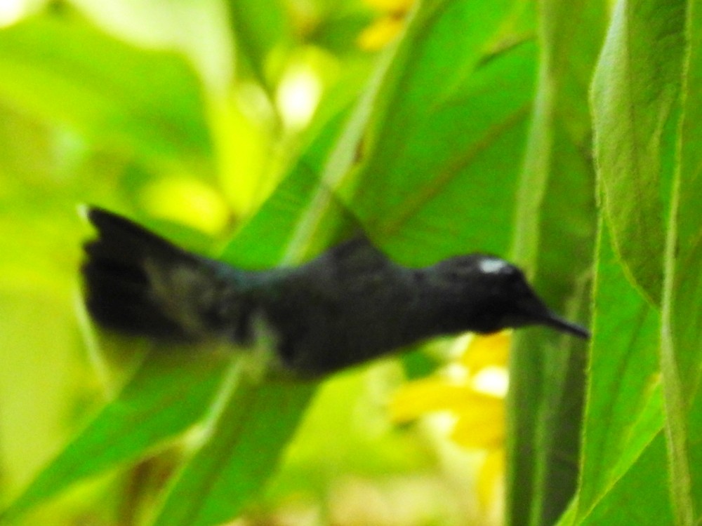 Violet-headed Hummingbird - ML392251521