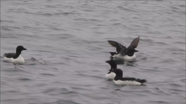 Thick-billed Murre - ML392256001