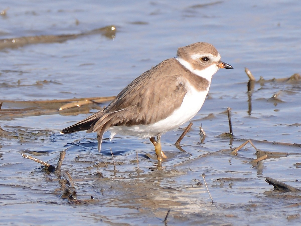 Semipalmated Plover - Bill Elrick