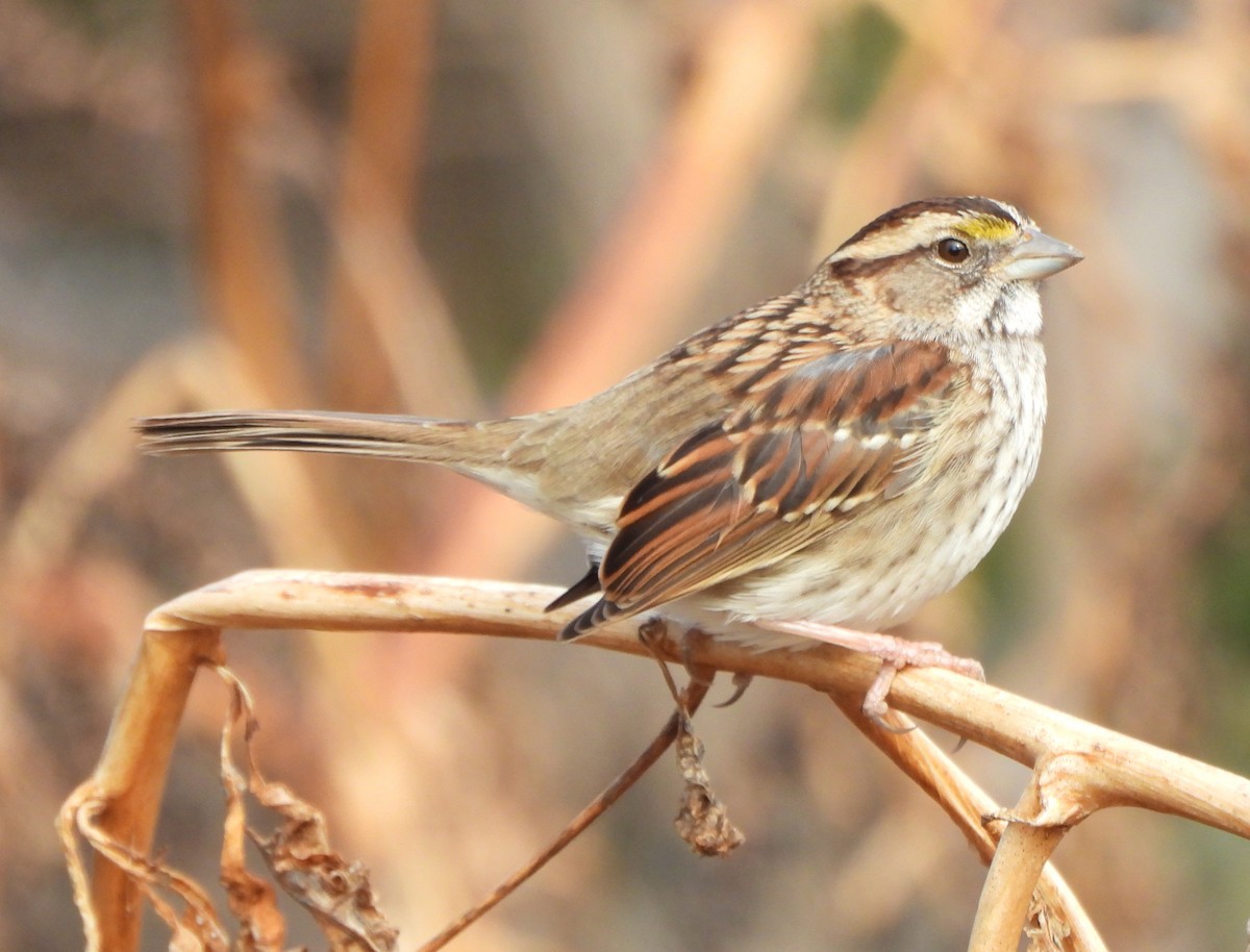 White-throated Sparrow - ML392264541
