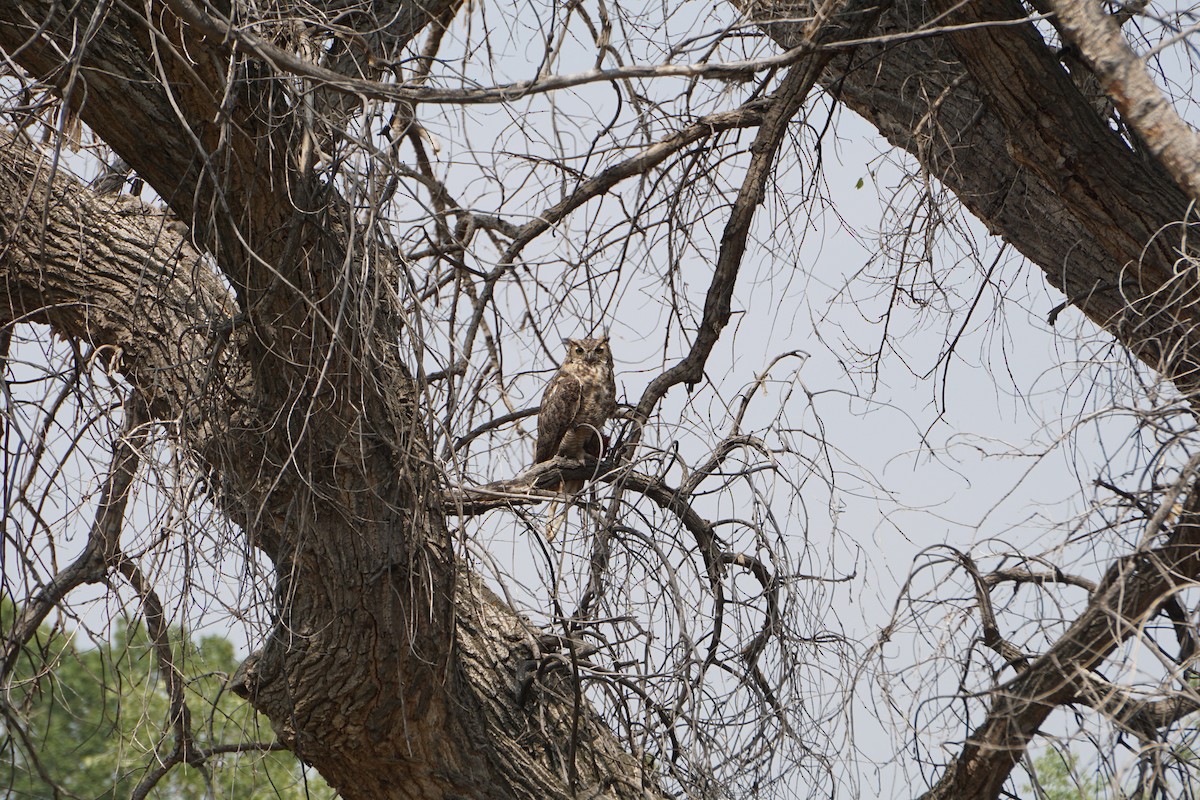 Great Horned Owl - ML392266311