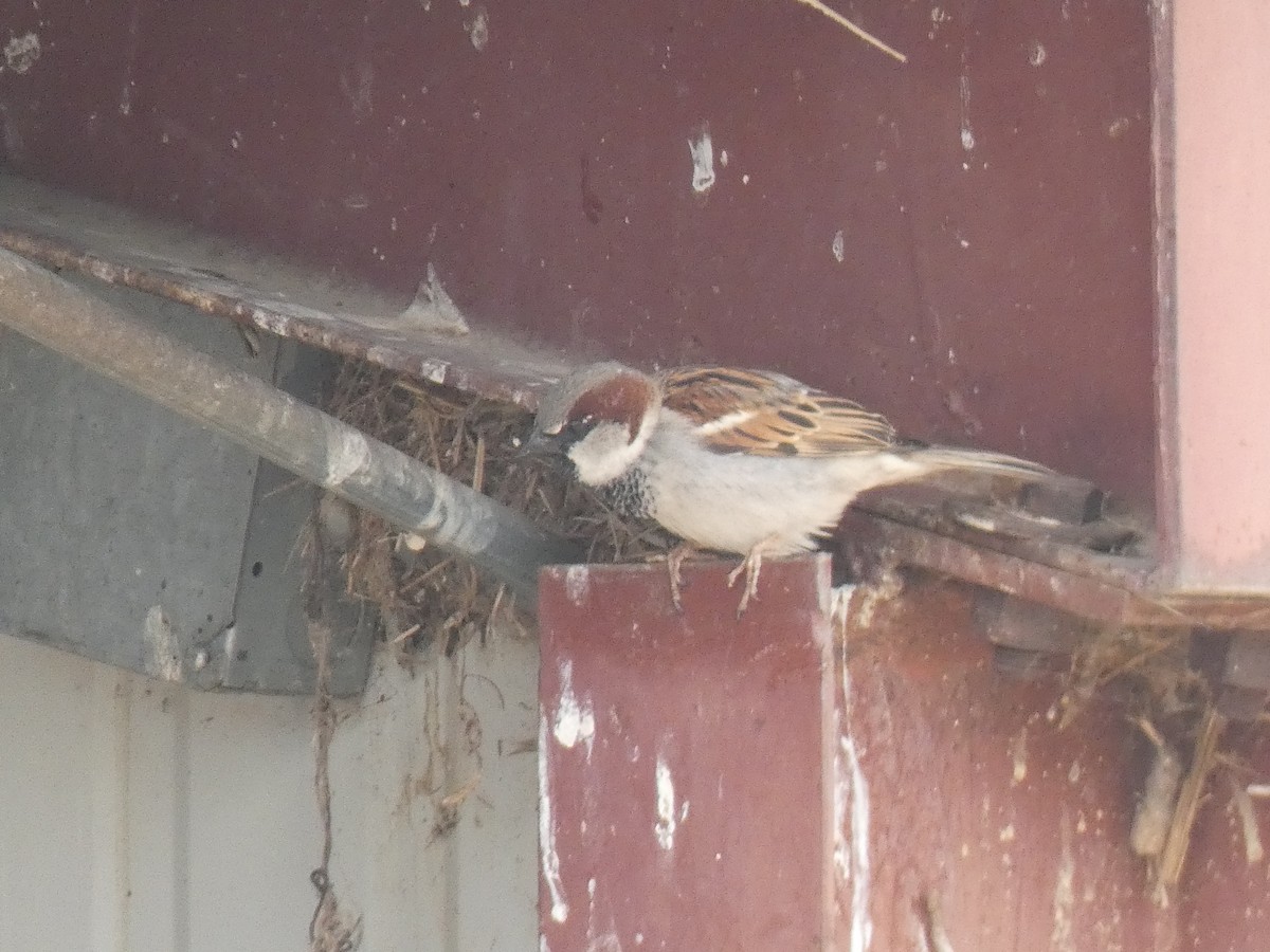 House Sparrow - ML392268431