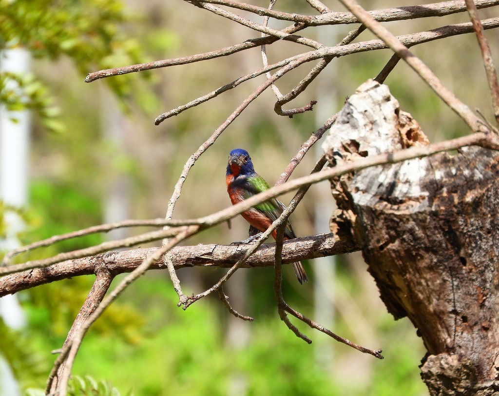 Painted Bunting - ML392274481