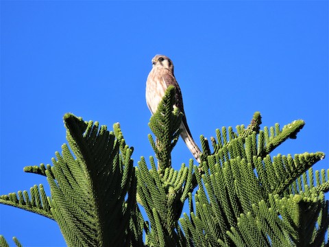 American Kestrel - Lena Hayashi