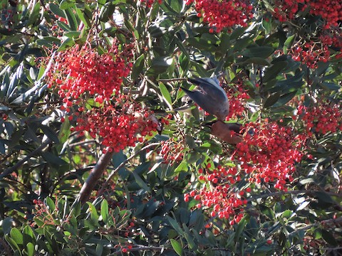 Cedar Waxwing - Lena Hayashi